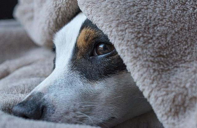 A cute dog under a blanket