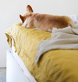 A dog sleeping at the end of a bed