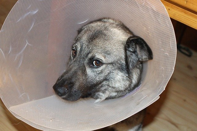 A dog using a dog cone