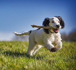 A healthy dog running througha field with a stick in its mouth