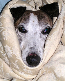 A sick dog wrapped in a blanket