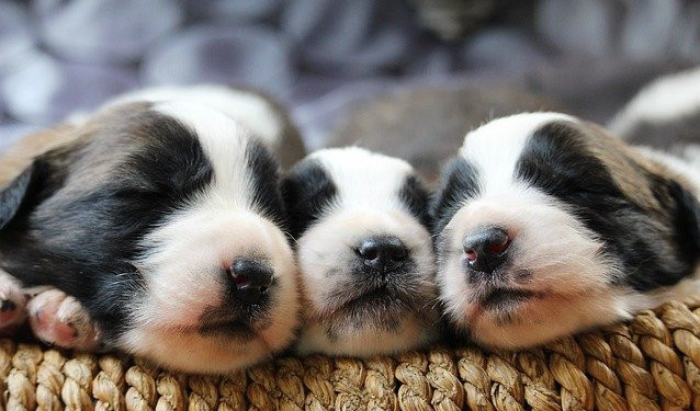 The heads of three puppies sleeping together