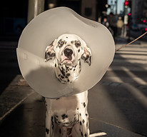 A black and with dog with an injury recovery cone around its neck