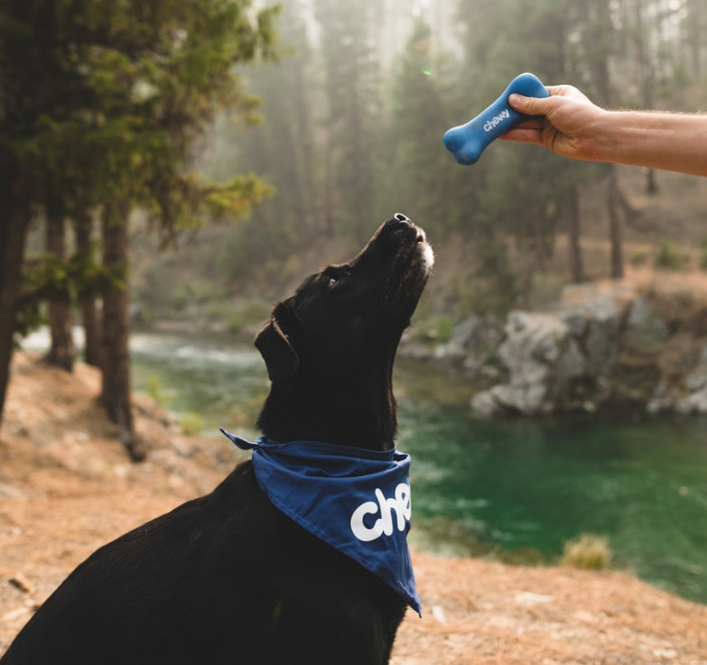 A black dog obedience training