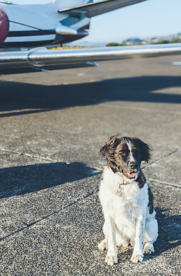 A brown and white dog waiting on the runway next to an aeroplane