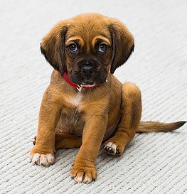 A cute brown puppy