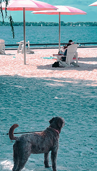 A dog on holiday on a beautiful beach