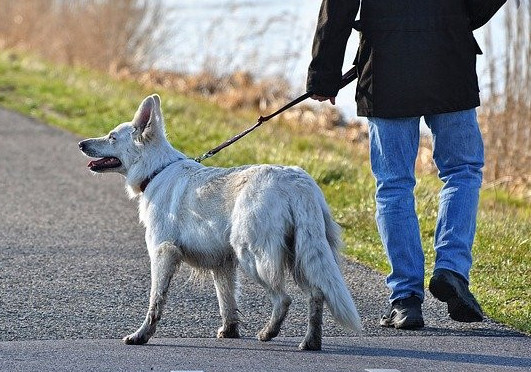 A large white dog walking on a lead with its owner on a road