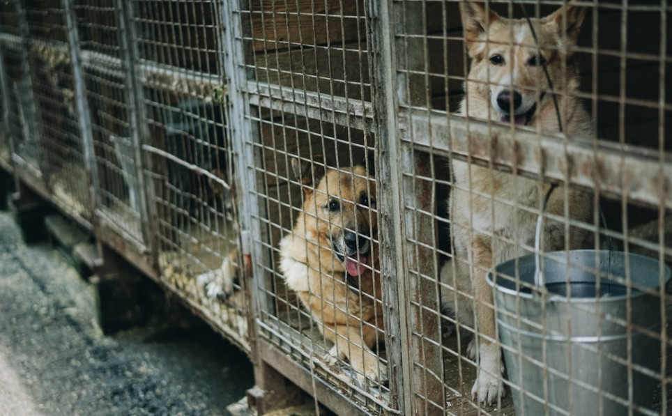 dogs quarantined in cages living in poor conditions