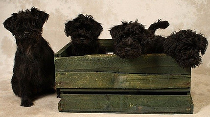 Four black puppies in a wooden crate