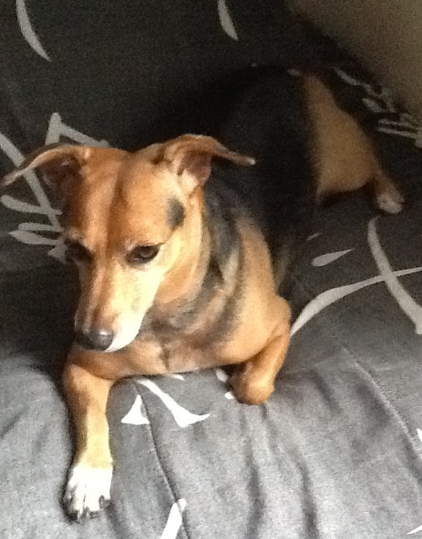 My dog Jessie relaxing on the bed