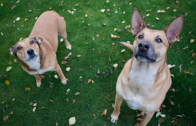 Two brown dogs sitting on the grass looking into the air