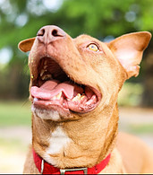 a brown dog with its mouth wide open