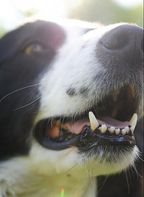 a happy black and white dog showing his clean teeth