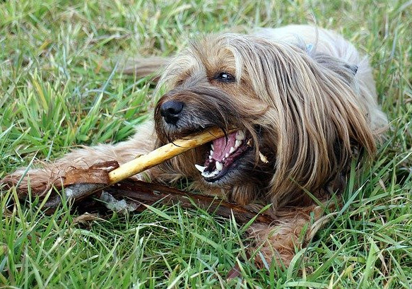 a long haired dog sitting on some grass with a toothbrush in its mouth