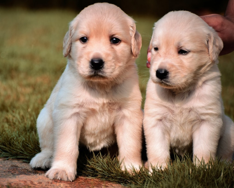 two white puppies sitting on some grass