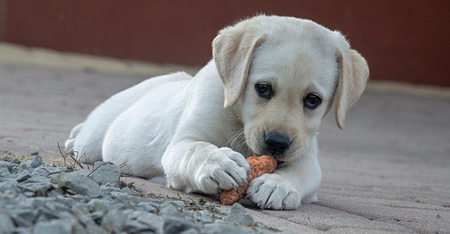 a small white dog lying on the floor eating a carrot