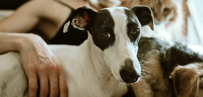 a healthy black and white jack russell puppy